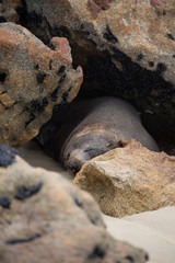 New Zealand fur seal sleeping by rocks
