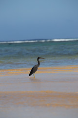 Black heron in Rarotonga