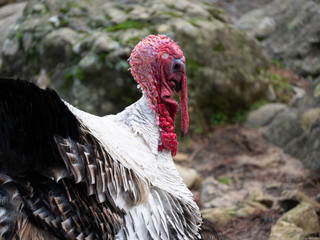Close up of a Turkey