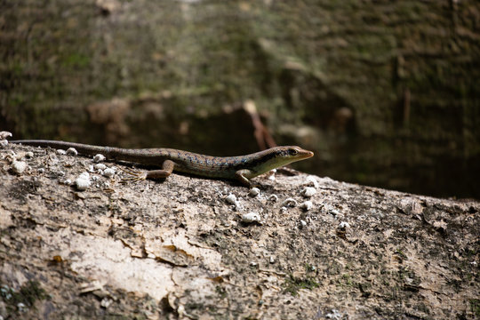 Skink Lizard on a log in Rarotonga