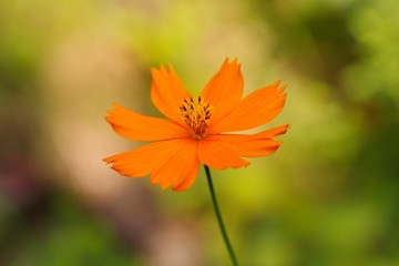 Cosmos sulphureus
