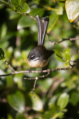 New Zealand Fan tail on a branch