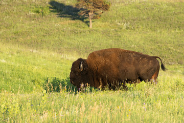 Bison 