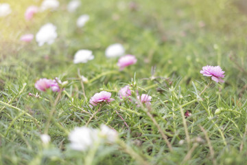selective focus of mini pink flower in the garden, blurred background 