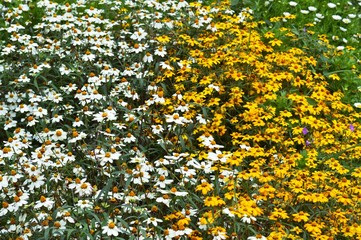the flowers at a garden
