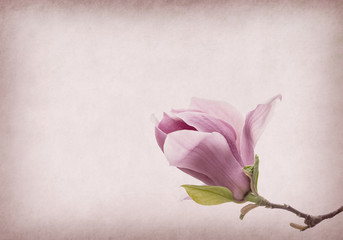 Pink magnolia flowers on old paper background