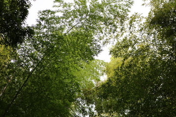 愛知 緑地公園 ハイキングコース 夏 日中 晴れ 竹 竹林