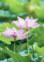 Fototapeta premium Lotus flower and Lotus flower plants