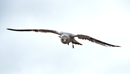 A closeup of a seagull in flight.