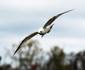 A closeup of a seagull in flight.