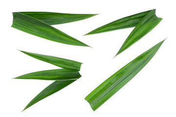 set of fresh green pandan leaves isolated on white background, Asian herbs