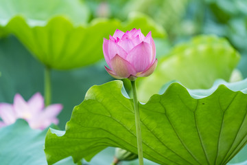 blooming lotus flower