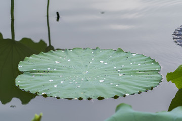 water drop on lotus leaf and background