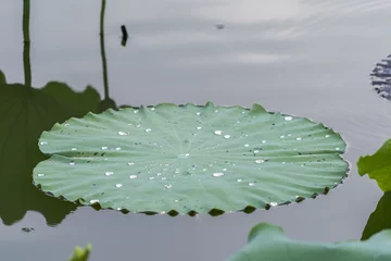 Papier Peint photo fleur de lotus water drop on lotus leaf and background