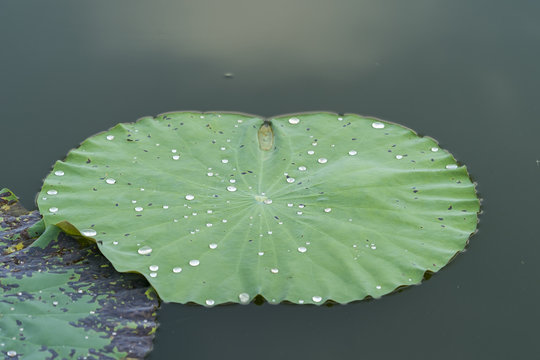 water drop on lotus leaf and background