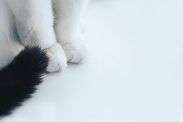 Fototapeta premium White cat paws and tail close up on a white background