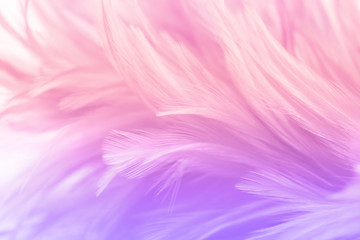 Obraz premium Pastel colored of chicken feathers in soft and blur style for the background