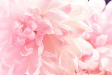 Chrysanthemum flowers in soft pastel color and blur style for background