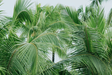 Fototapeta premium Closeup coconut leaves Background Beautiful motifs of the petiole