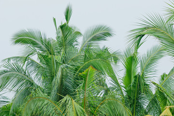 Closeup coconut leaves Background Beautiful motifs of the petiole