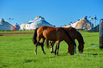 The mongolian yurts in summer grassland sunrise.