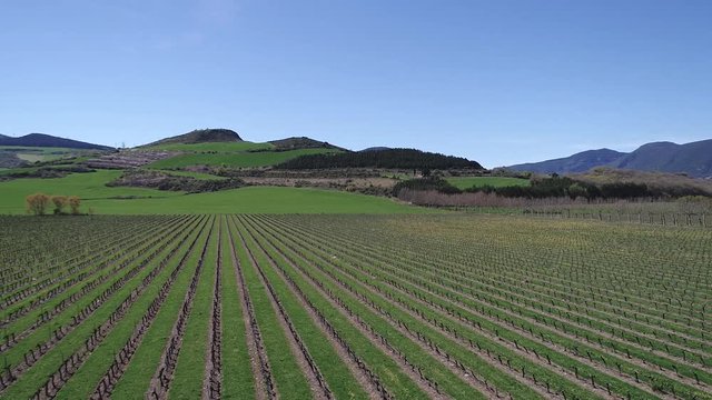 Vine cultivation fields near the village