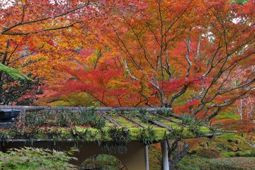 紅葉の円通院