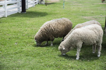 Fototapeta premium The Sheep on a farm outdoor