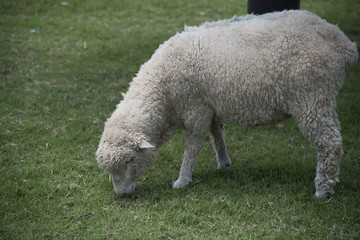 The Sheep on a farm outdoor