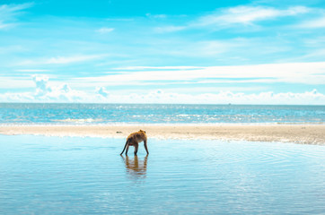 Monkeys on the tropical beach with blue sky background at Huahin, Thailand