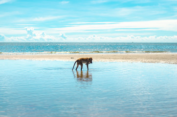 Obraz na płótnie Canvas Monkeys on the tropical beach with blue sky background at Huahin, Thailand