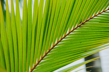 Closeup coconut leaves Background Beautiful motifs of the petiole