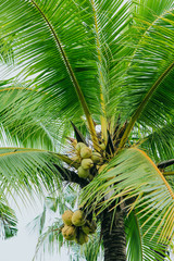 Closeup coconut leaves Background Beautiful motifs of the petiole