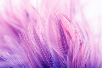 Obraz premium Pastelowe kolory kurzych piór w miękkim i rozmytym stylu na tle