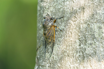 Cicada isolated on Green background