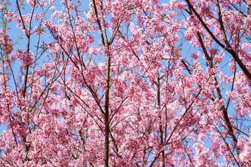 Wild Himalayan Cherry Blossoms in spring season (Prunus cerasoides), Sakura in Thailand, selective focus, Phu Lom Lo, Loei, Thailand.