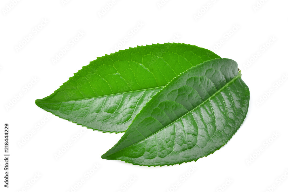 Wall mural green tea leaf ilsolated on white background