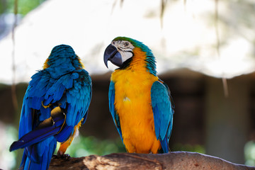Fototapeta na wymiar Close up macro of beautiful colorful parrot in zoo