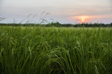 Fototapeta premium Green rice field and sunset background