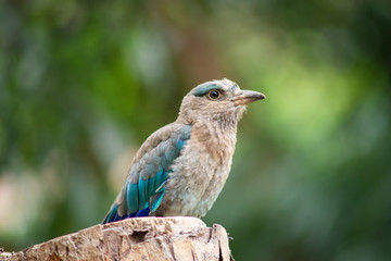 Indian-roller