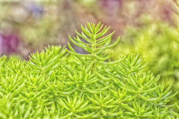 Green plant with colorful background
