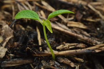 a plant is growing