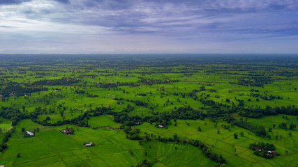 Obraz premium Great green rice fields and morning sky