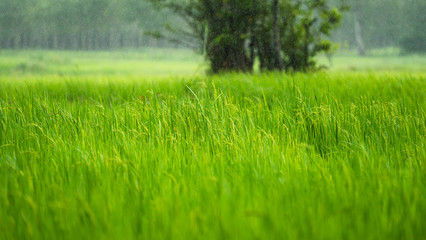 Green rice field are raining