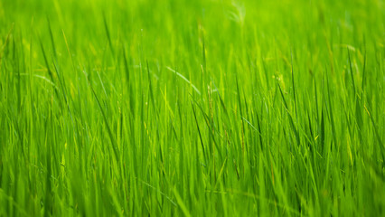 Fototapeta na wymiar Closeup nature view of green rice field as a background or wallpaper