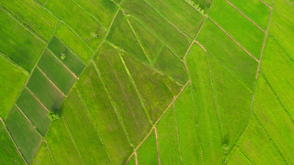 View of the rice field from a high angle in Thailand