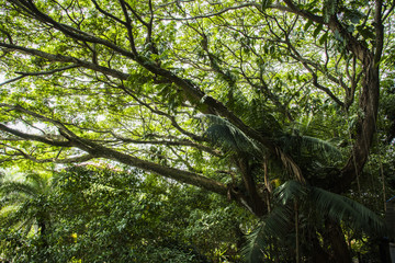 forest trees. nature green wood, sunlight backgrounds.