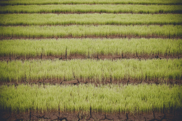 young rice are growing in the field in thailand