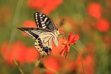 モスモスの甘い蜜を吸っているアゲハチョウ