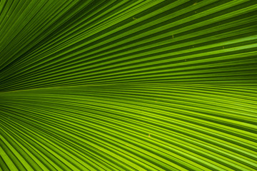 Fototapeta premium Leaf green